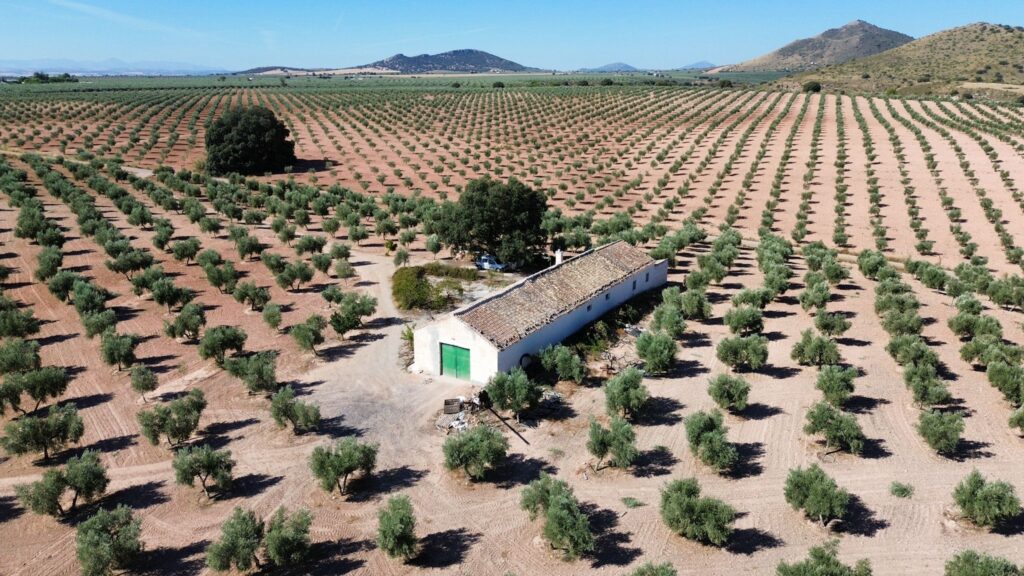 aceite de oliva virgen extra jaen